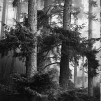 Trees, Oregon